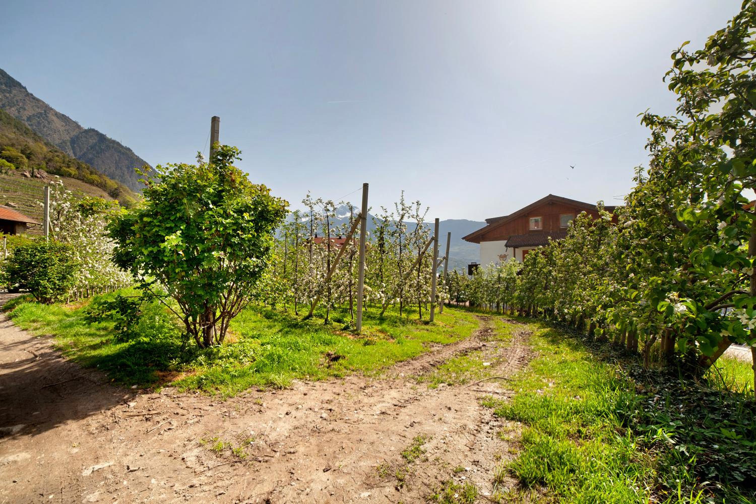 Fröhlichhof Wohnung Apfelblüte