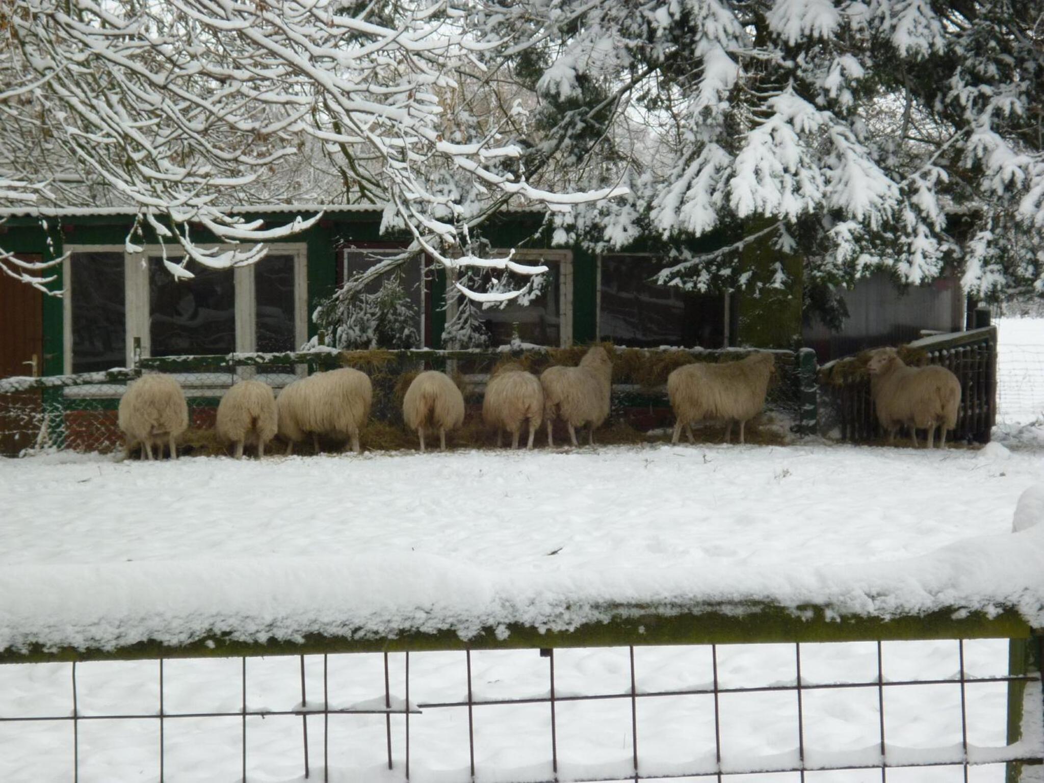 Ferienhaus zur wilster