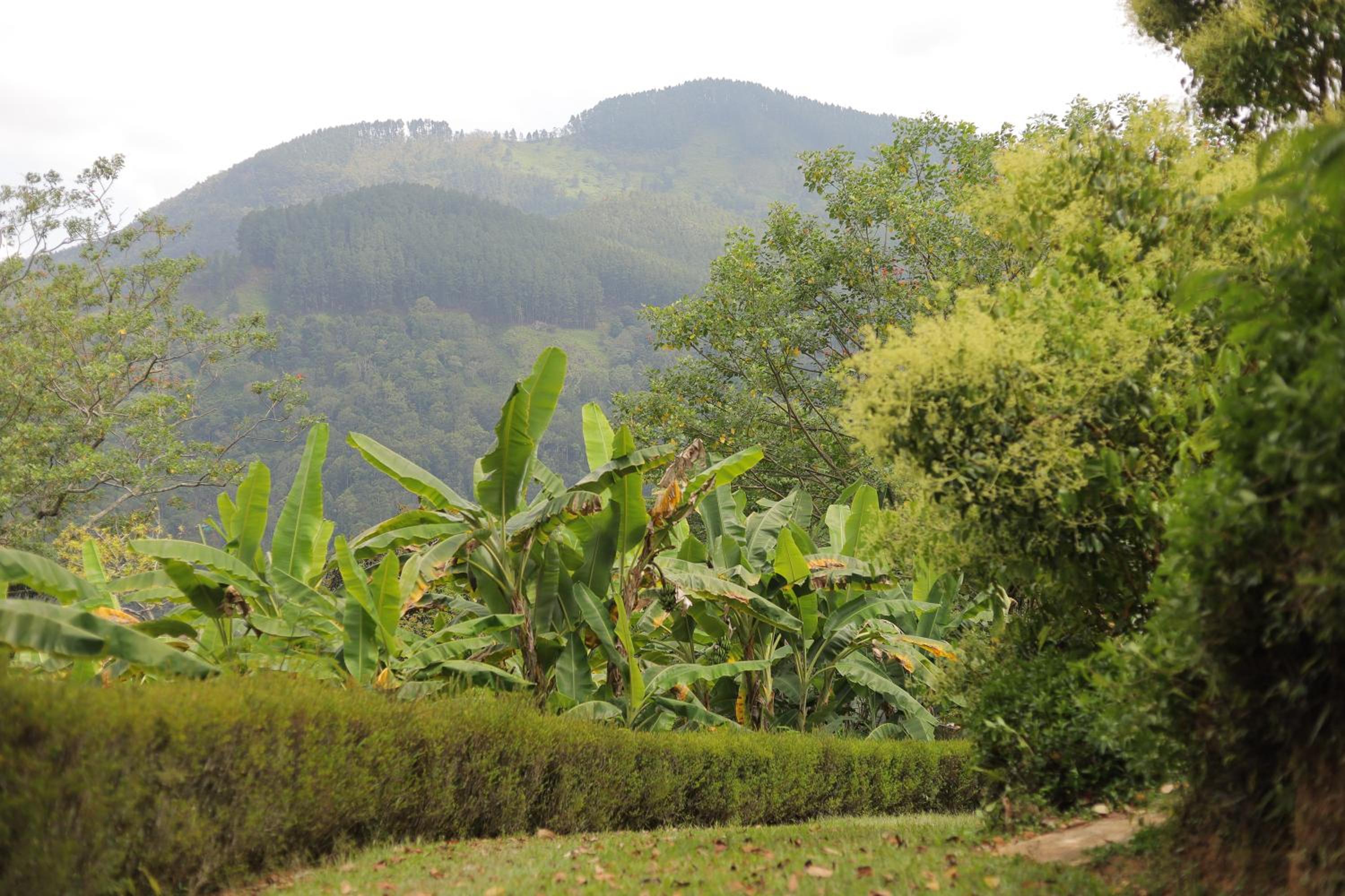 The Secret Garden view 5