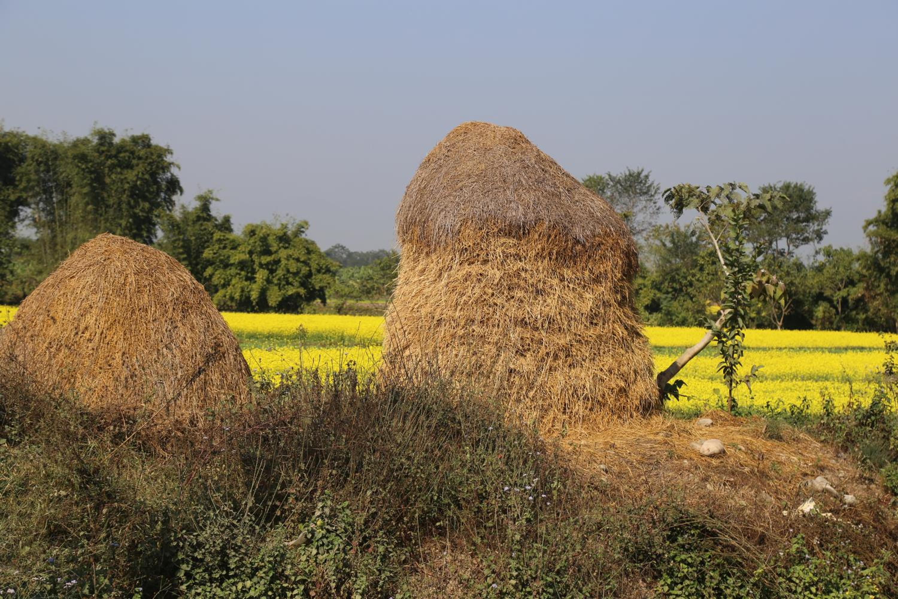 Tharu COOP Homestay in Sauraha -Chitwan