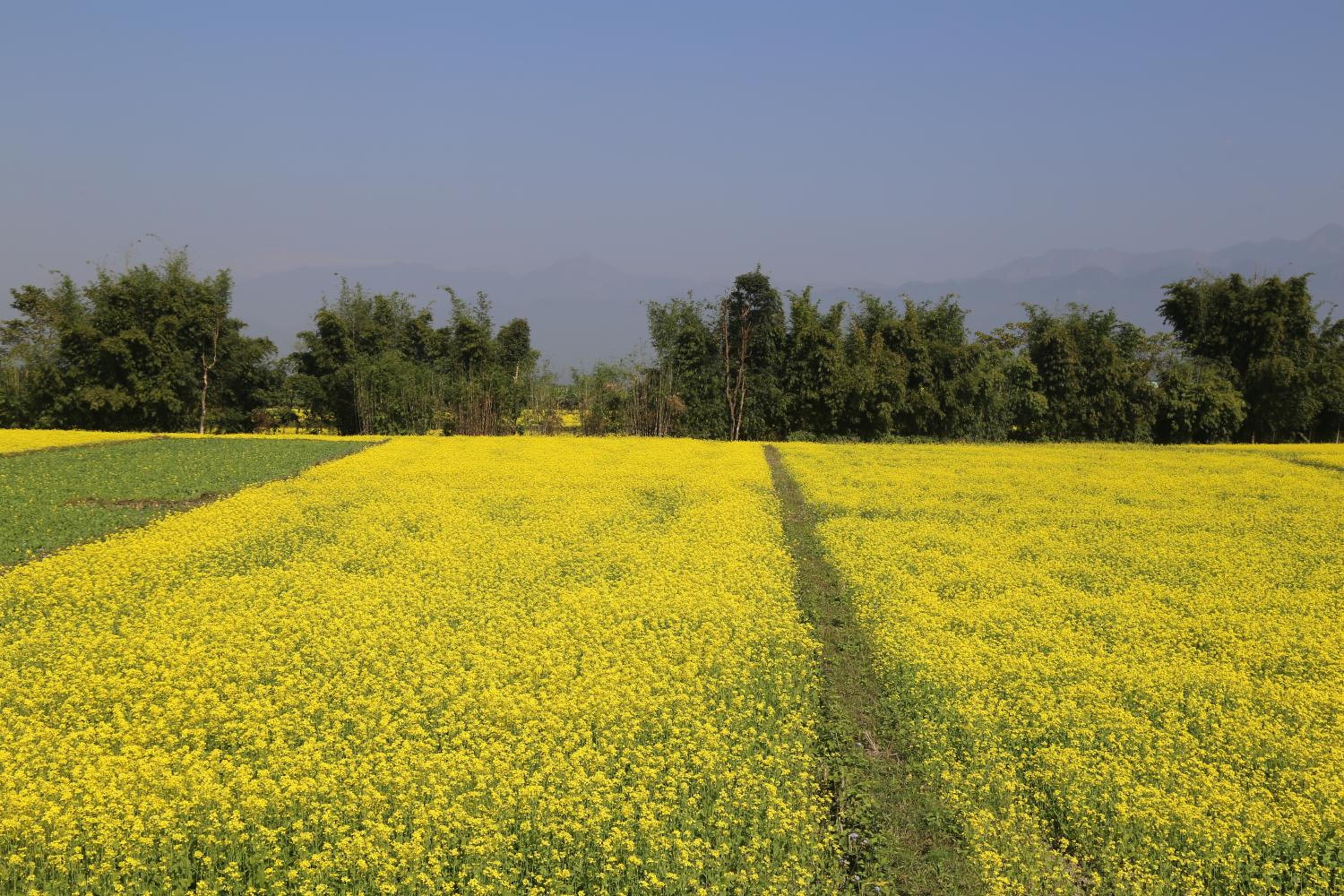 Tharu COOP Homestay in Sauraha -Chitwan