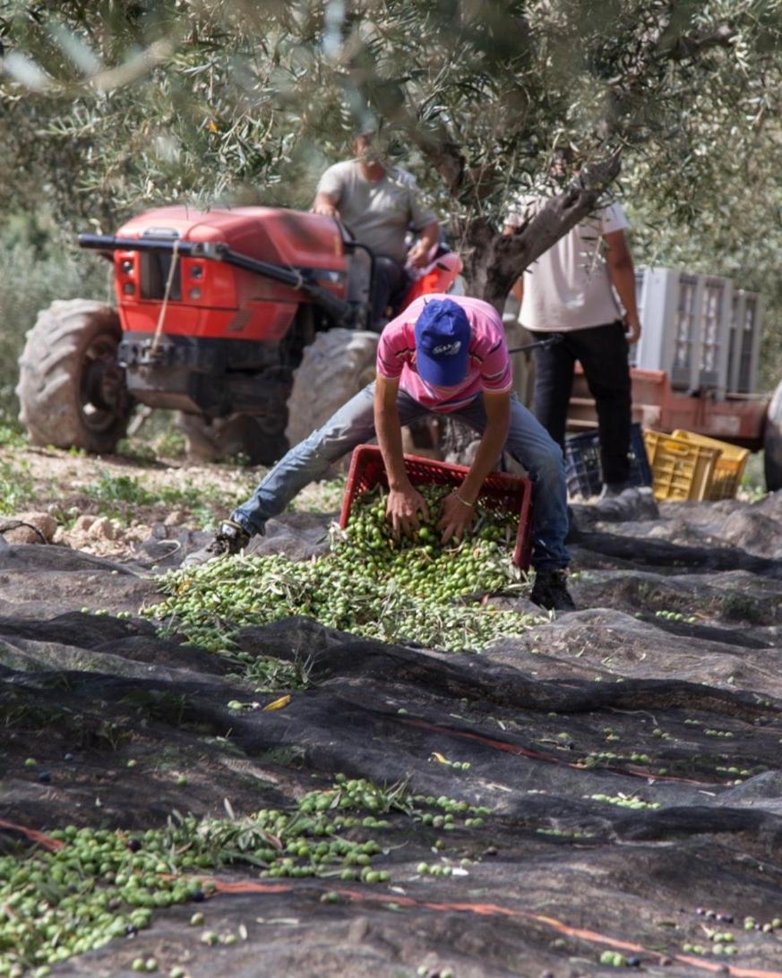 Azienda Agricola Mandranova