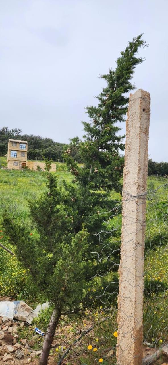 AYA Farm,Ferme d'hotes Aguelmous view 4