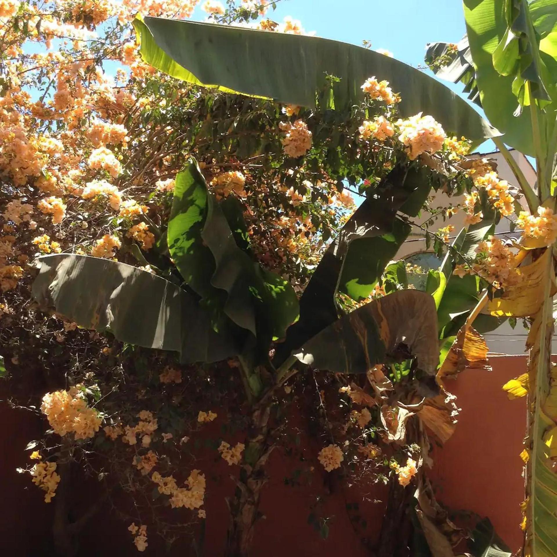 Inviting 1-Bed Apartment in Sayulita view 4