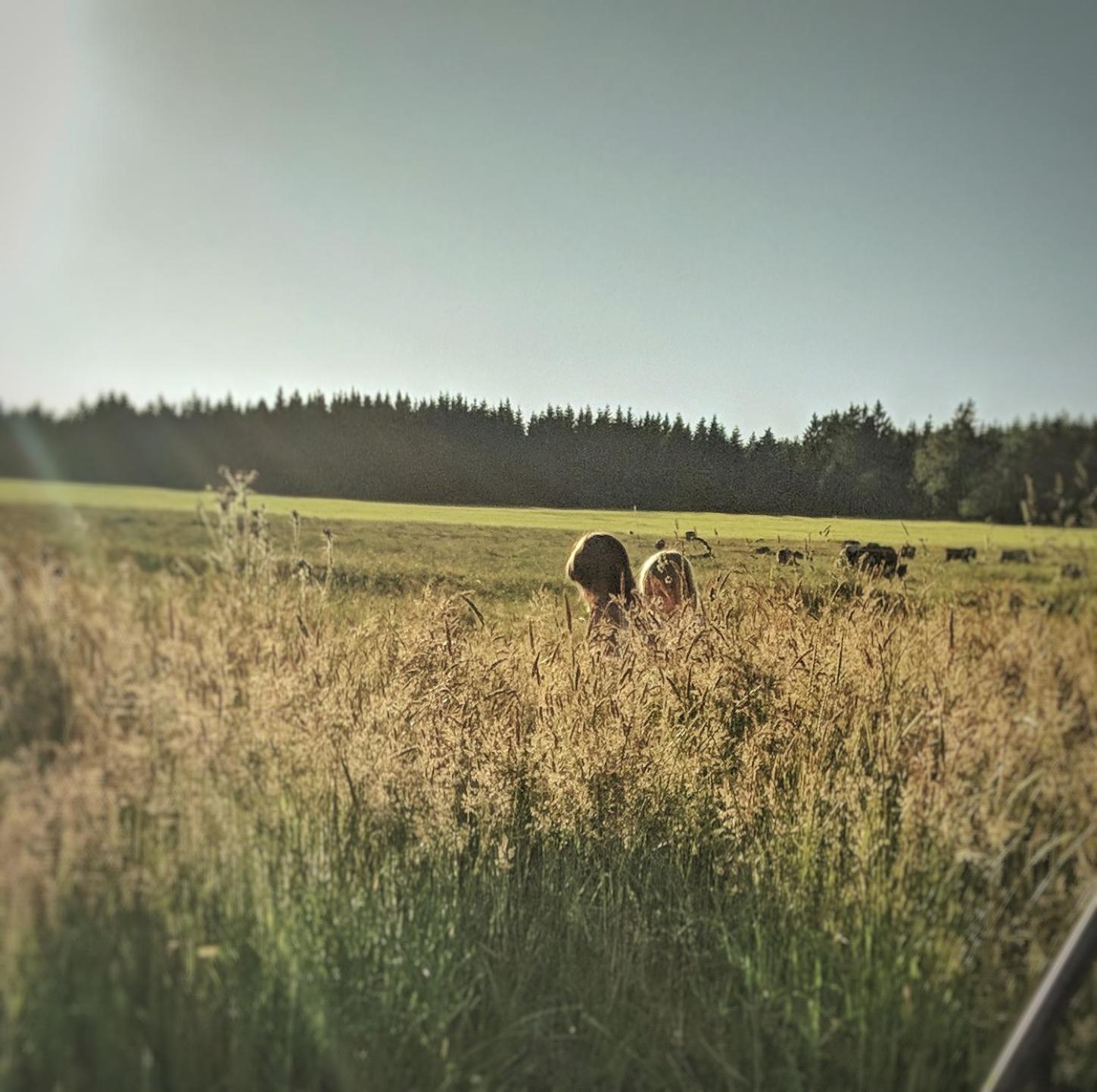 Victorhof Landurlaub Deine Auszeit im Grünen, umgeben von Wald & Wiesen