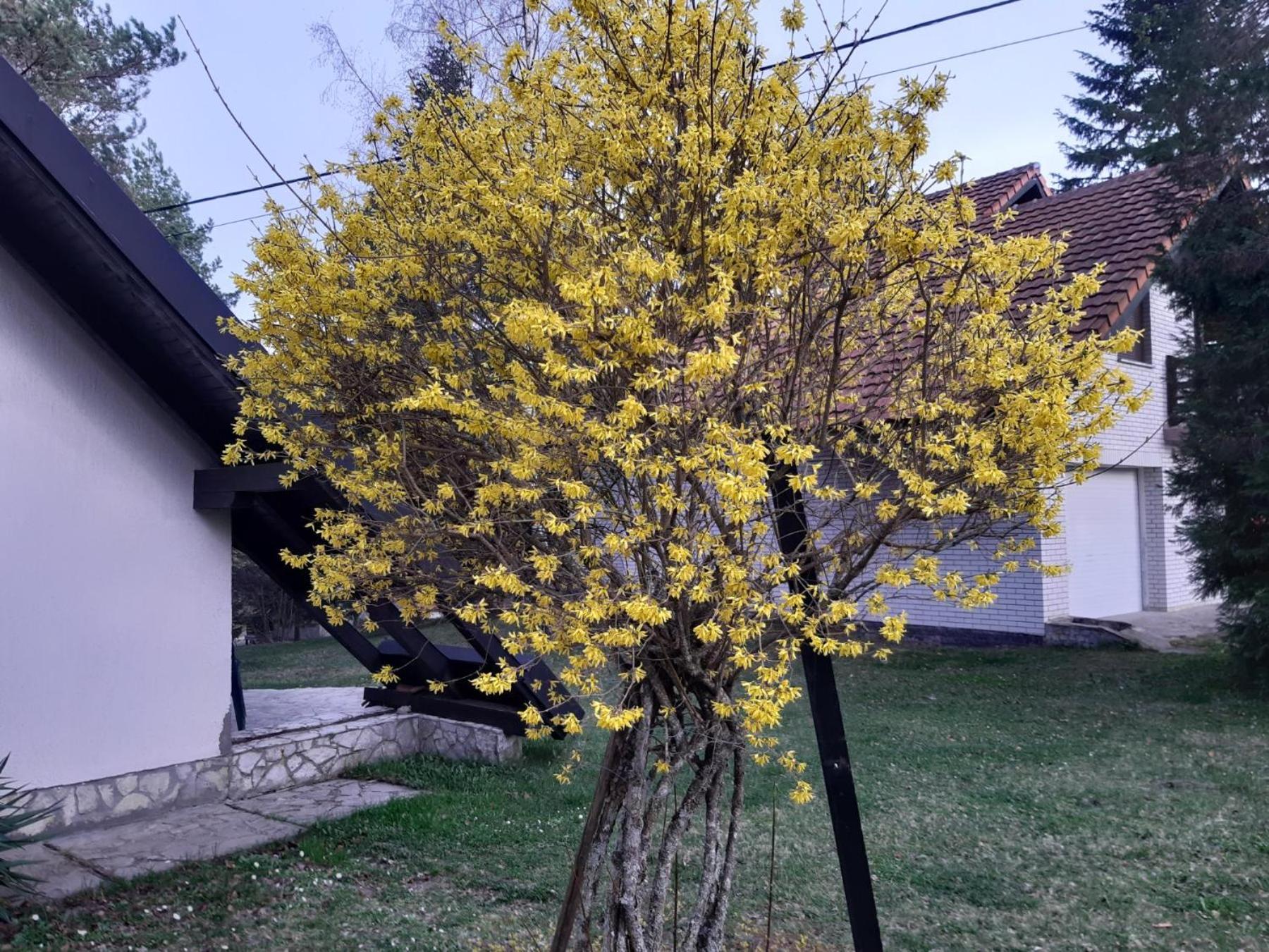Photo 38