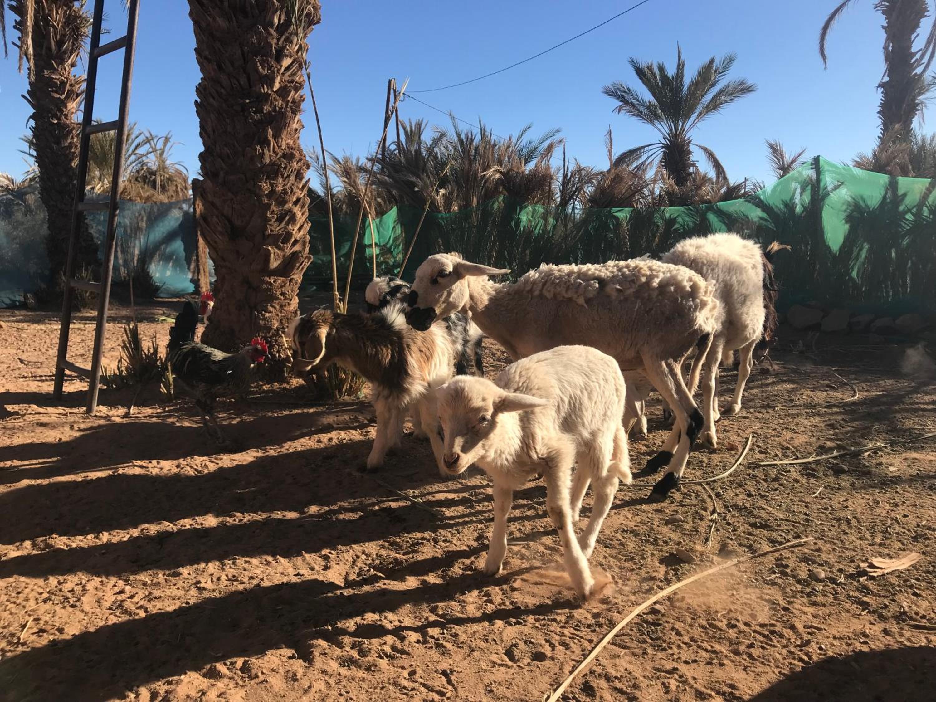 Kasbah Mashallah