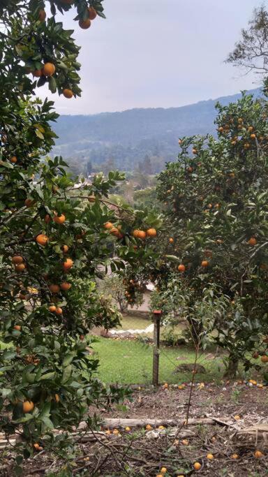 Sítio em área rural, ao pé da Serra Gaúcha.