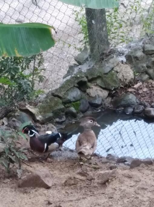 Sítio em área rural, ao pé da Serra Gaúcha.