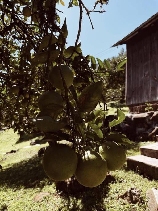 Sítio em área rural, ao pé da Serra Gaúcha.