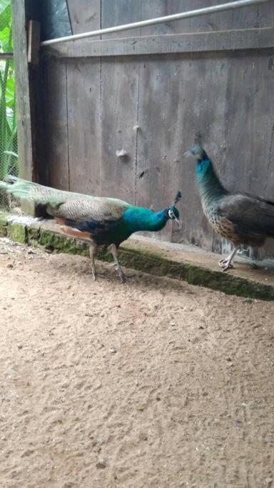 Sítio em área rural, ao pé da Serra Gaúcha.