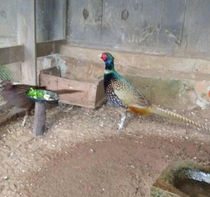 Sítio em área rural, ao pé da Serra Gaúcha.