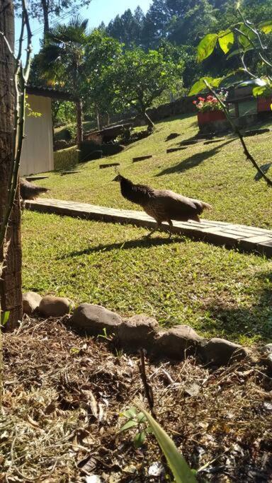 Sítio em área rural, ao pé da Serra Gaúcha.