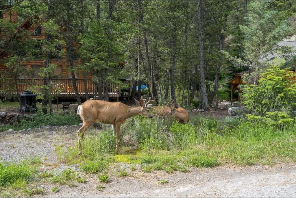 The Sleeping Moose I Fireplace I Pool Table I TV