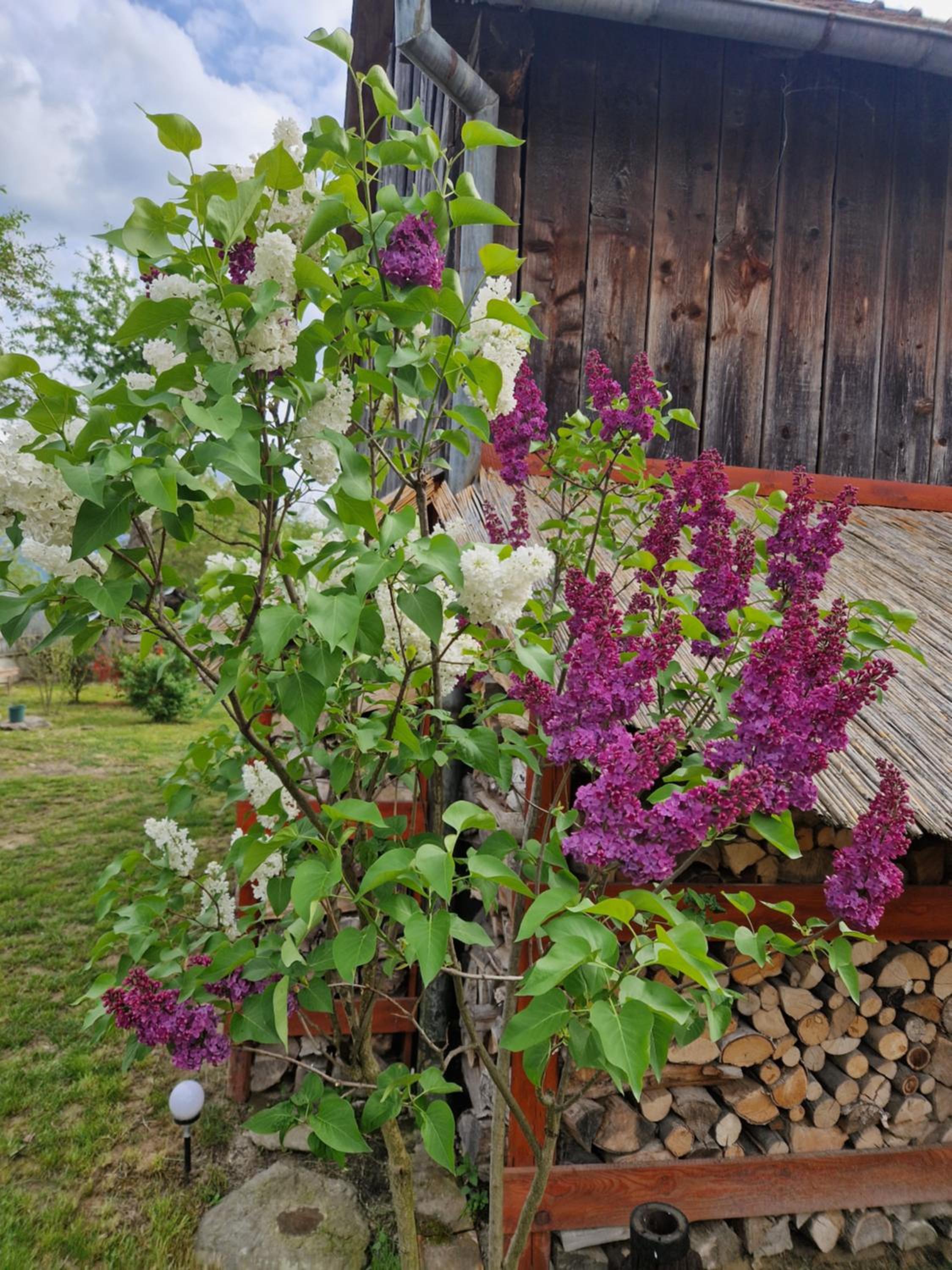 Photo 33