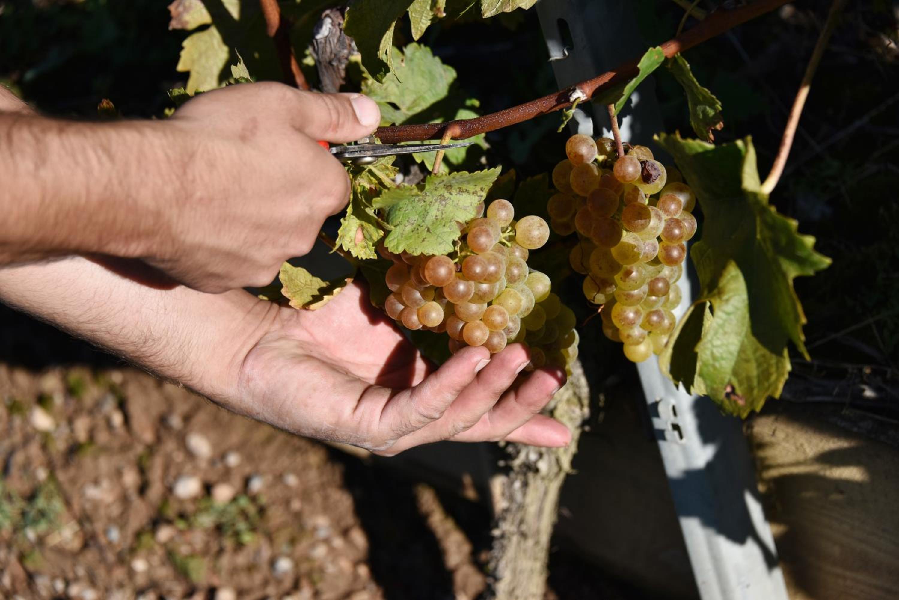 Domaine du Burignon