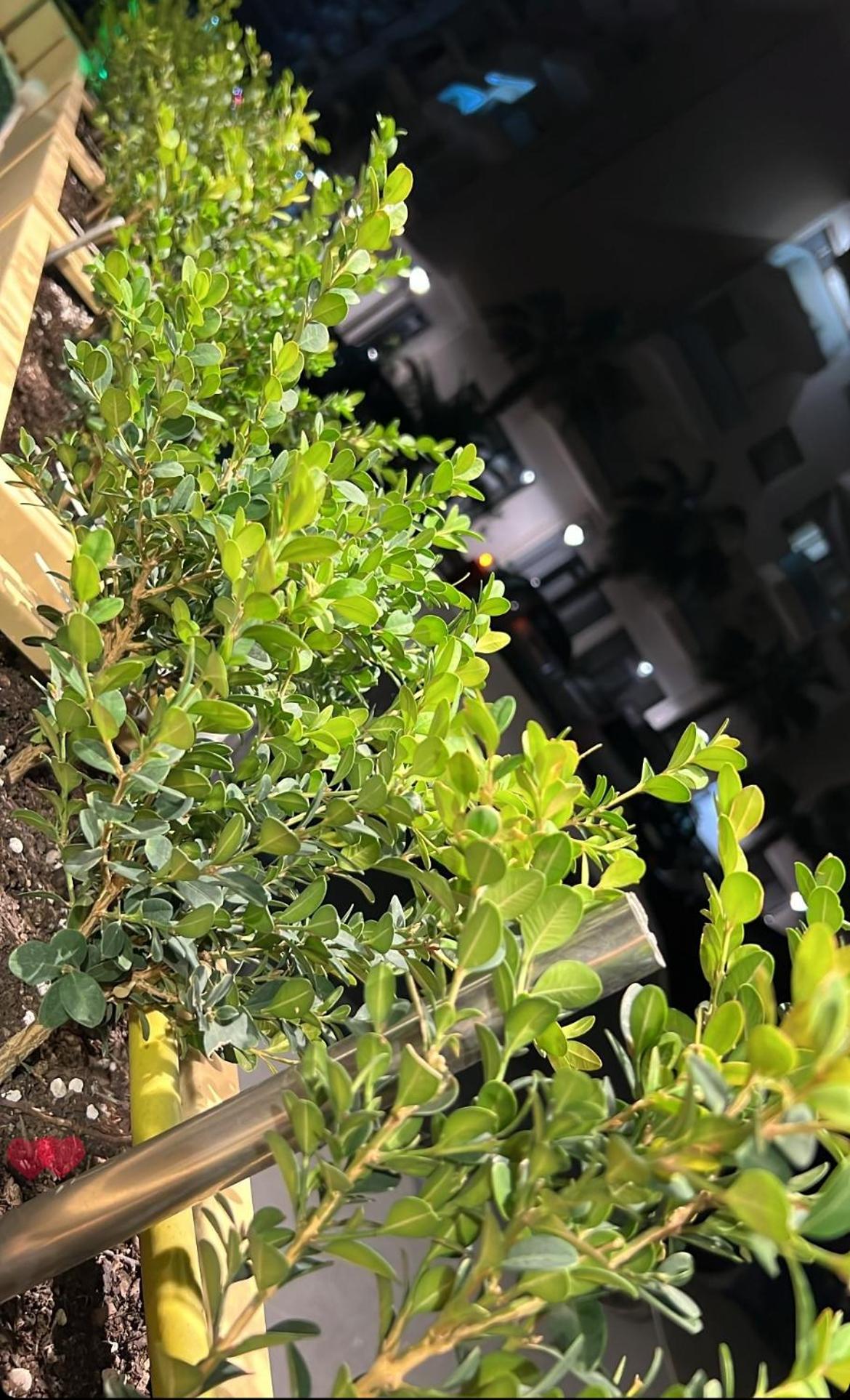 GardenApartments2