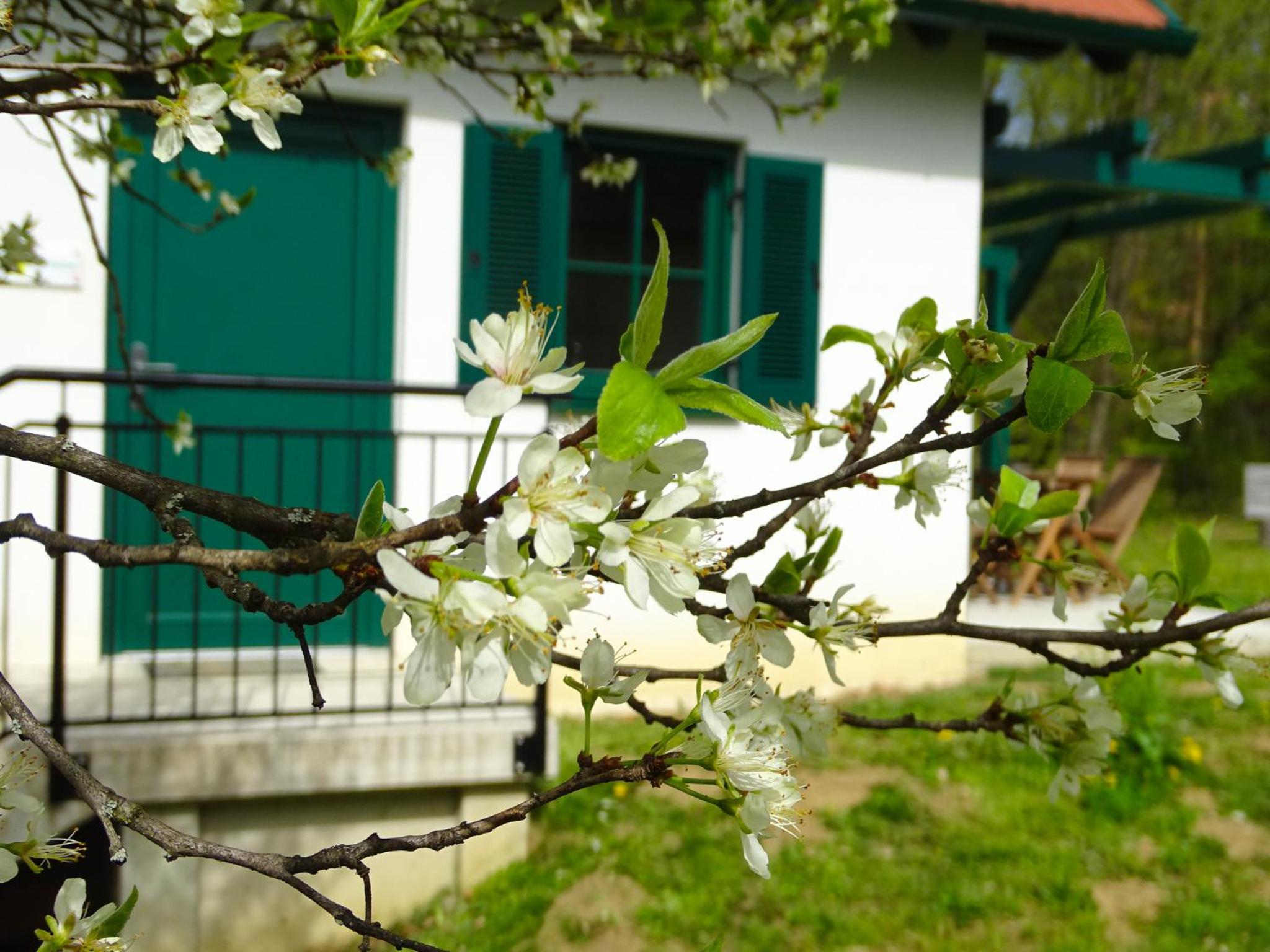 Kellerstöckl am Berg - Das Grüne