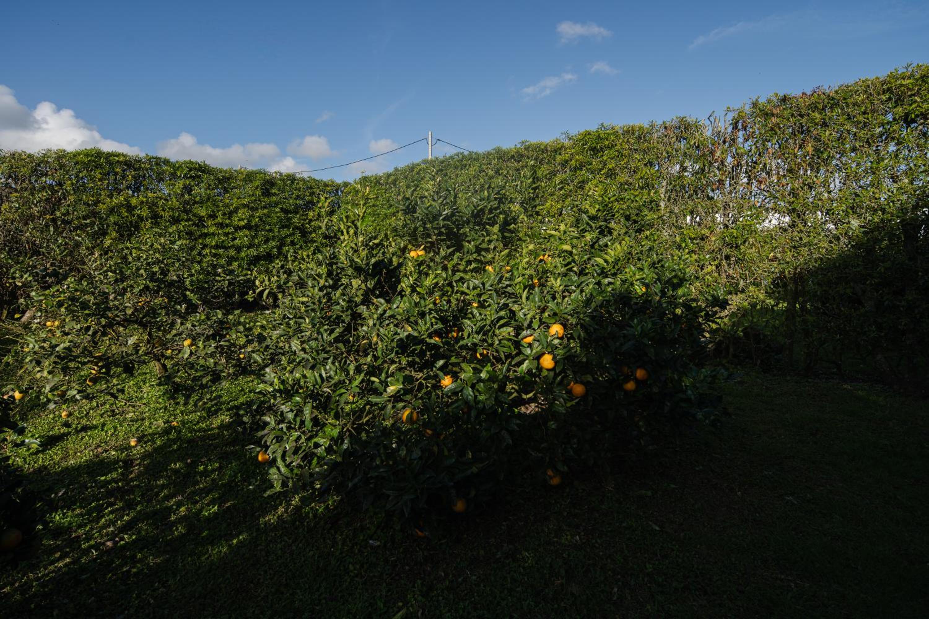 Photo 45