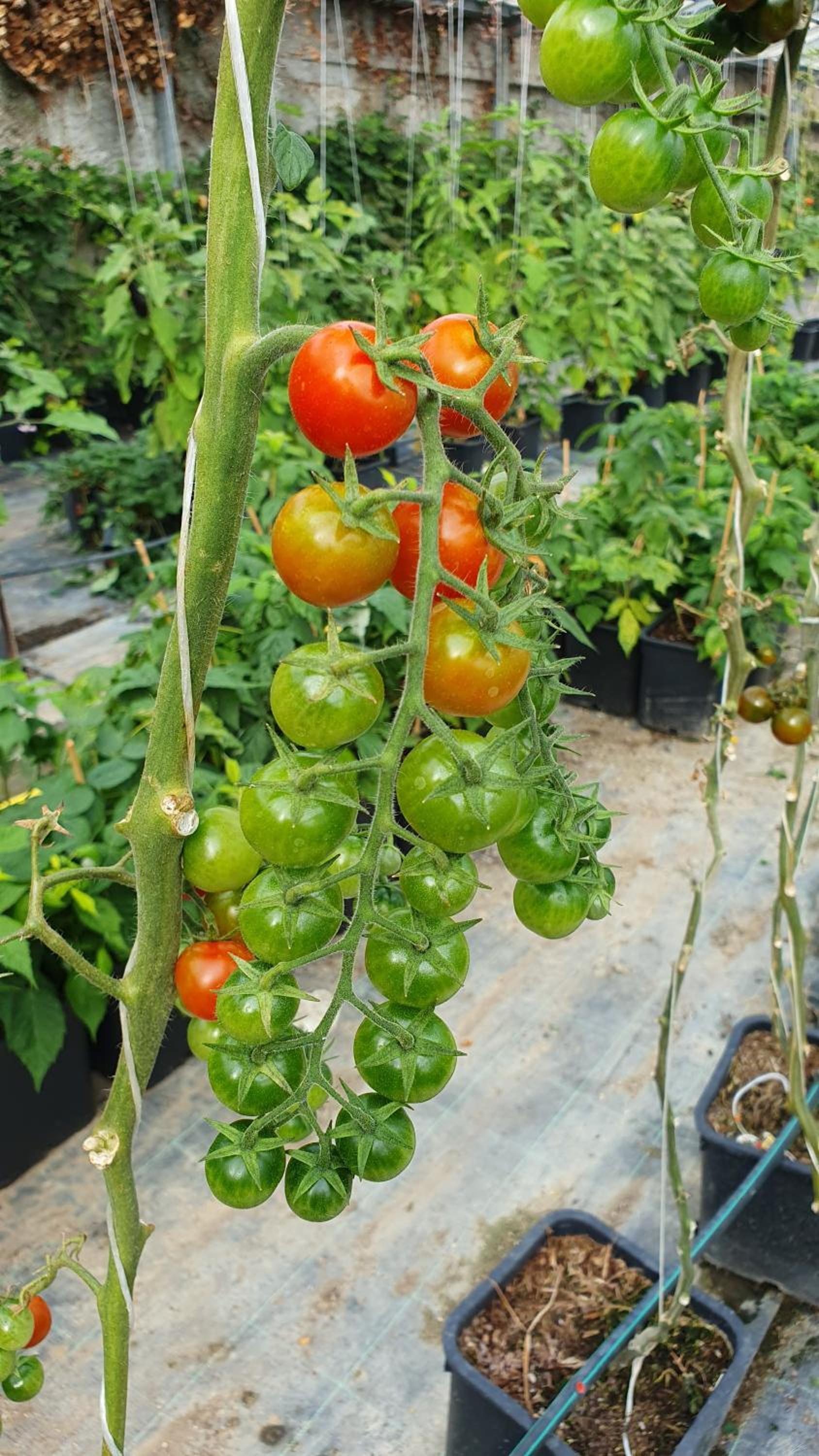 Residenza Villa Genua - Property Image 45