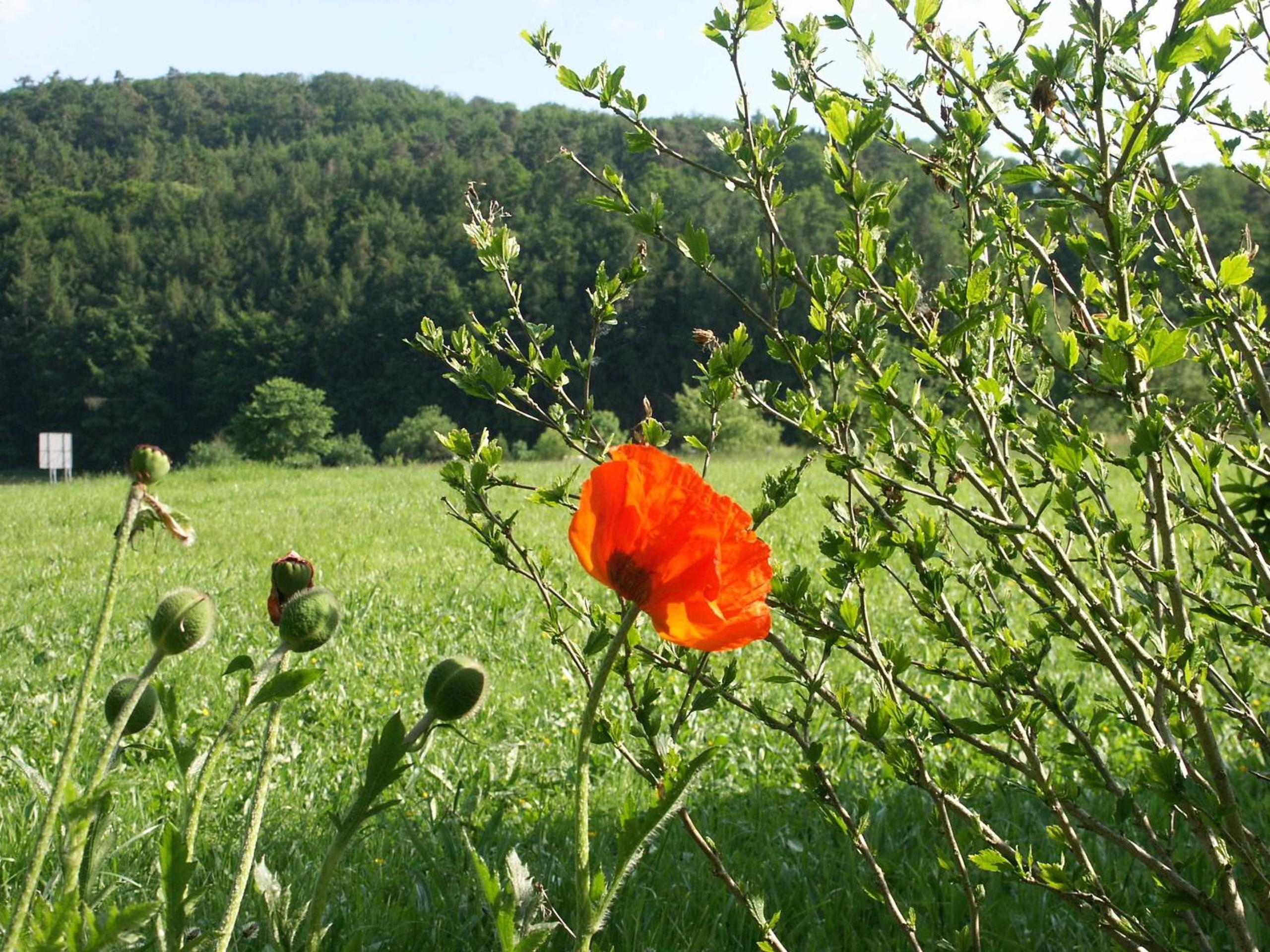 Ferienhaus Weitblick