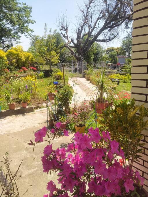 The Oasis Terrace at Rana's Niwas view 3