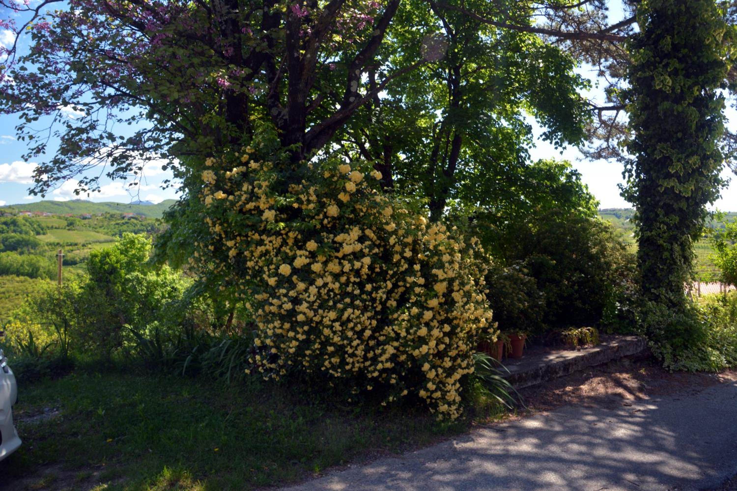 Photo 31
