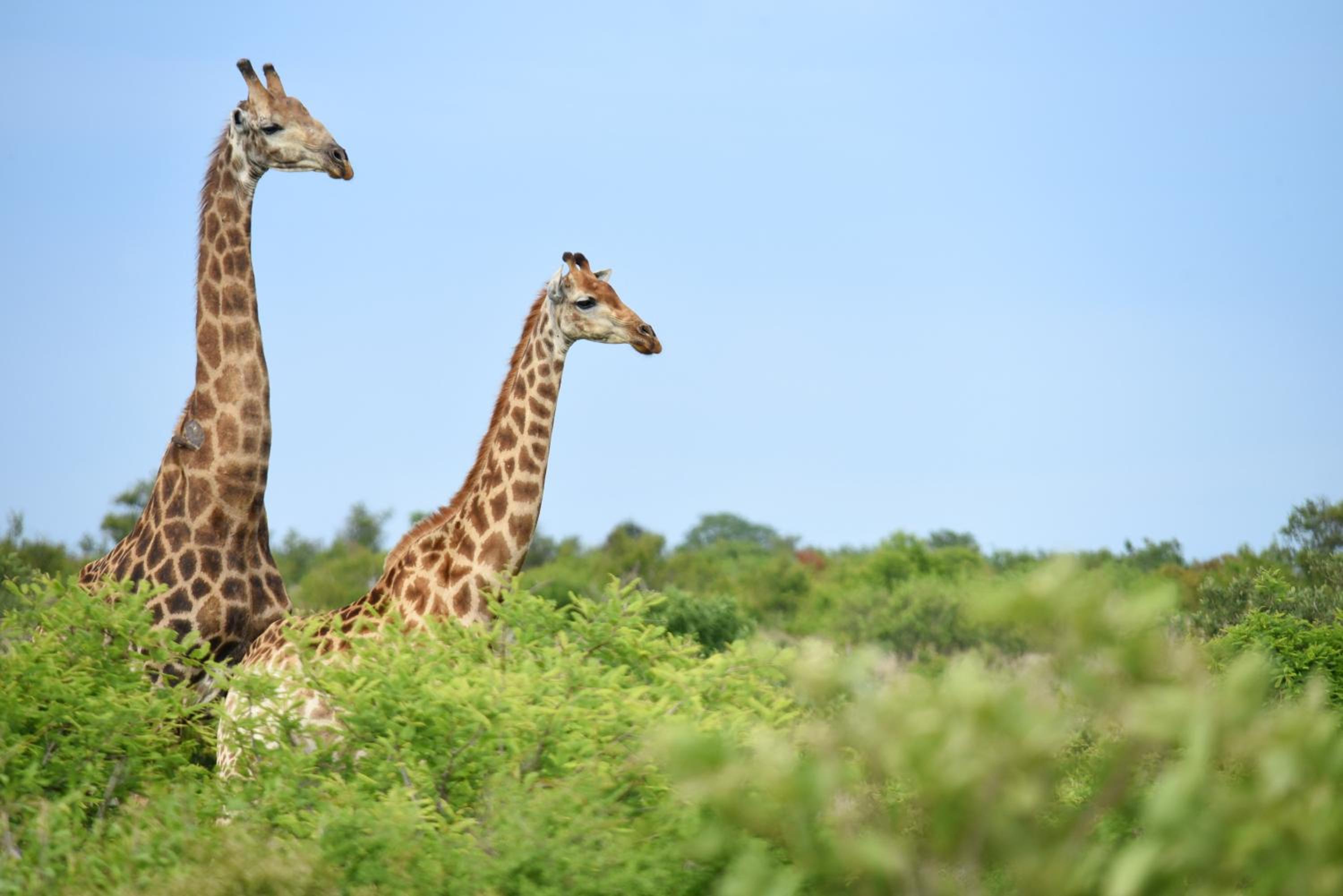 Mziki Safari Lodge