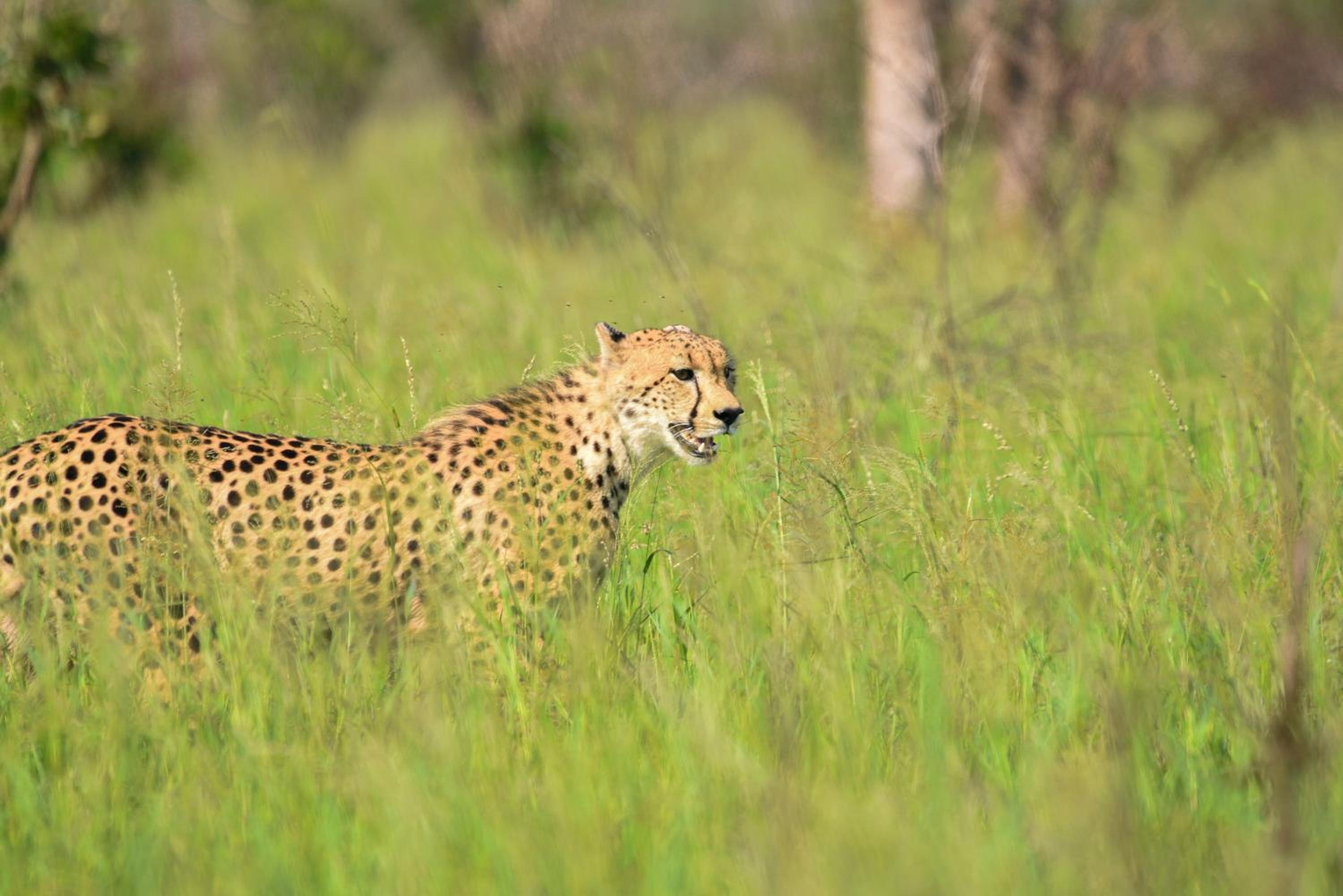 Mziki Safari Lodge