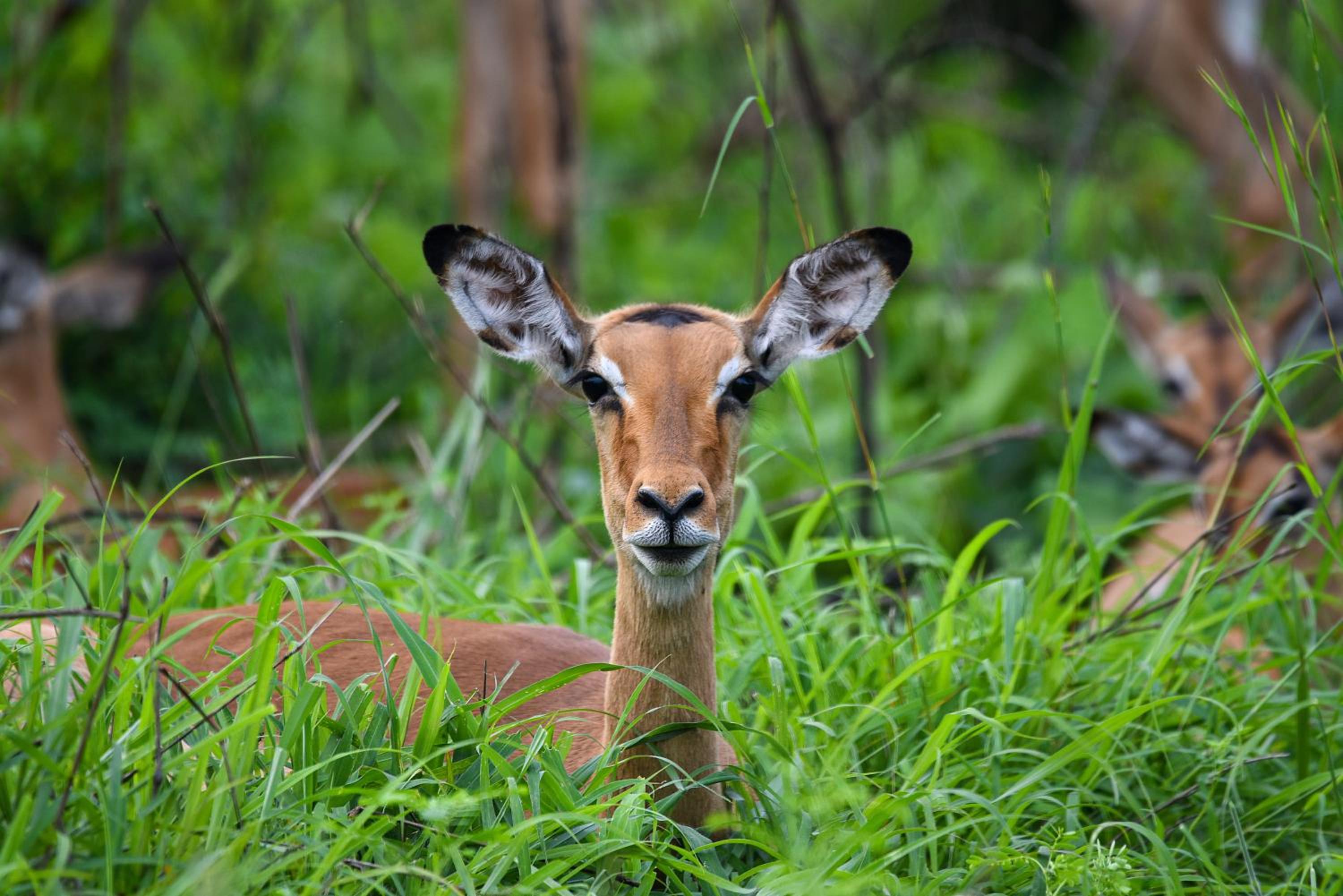 Mziki Safari Lodge