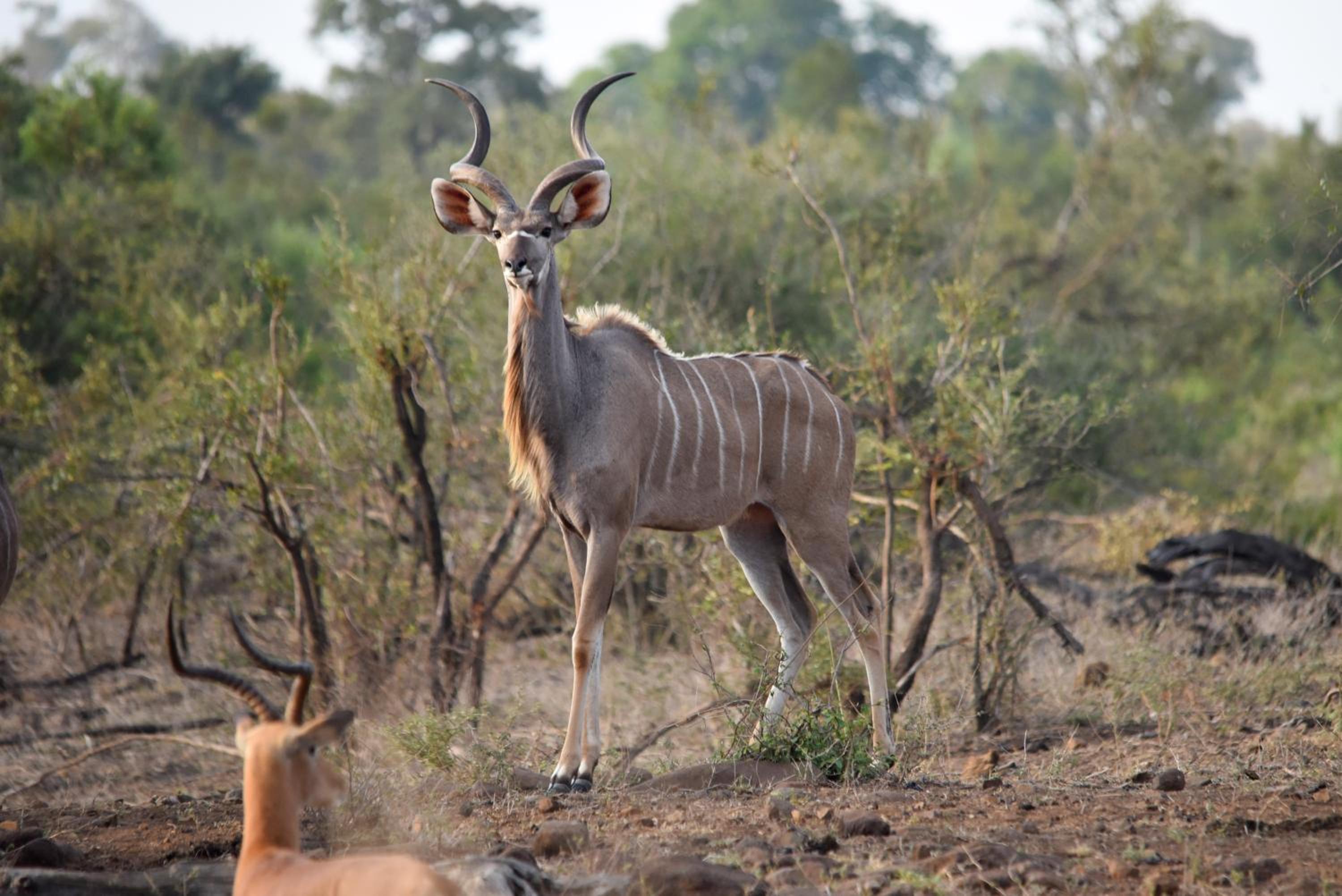 Mziki Safari Lodge