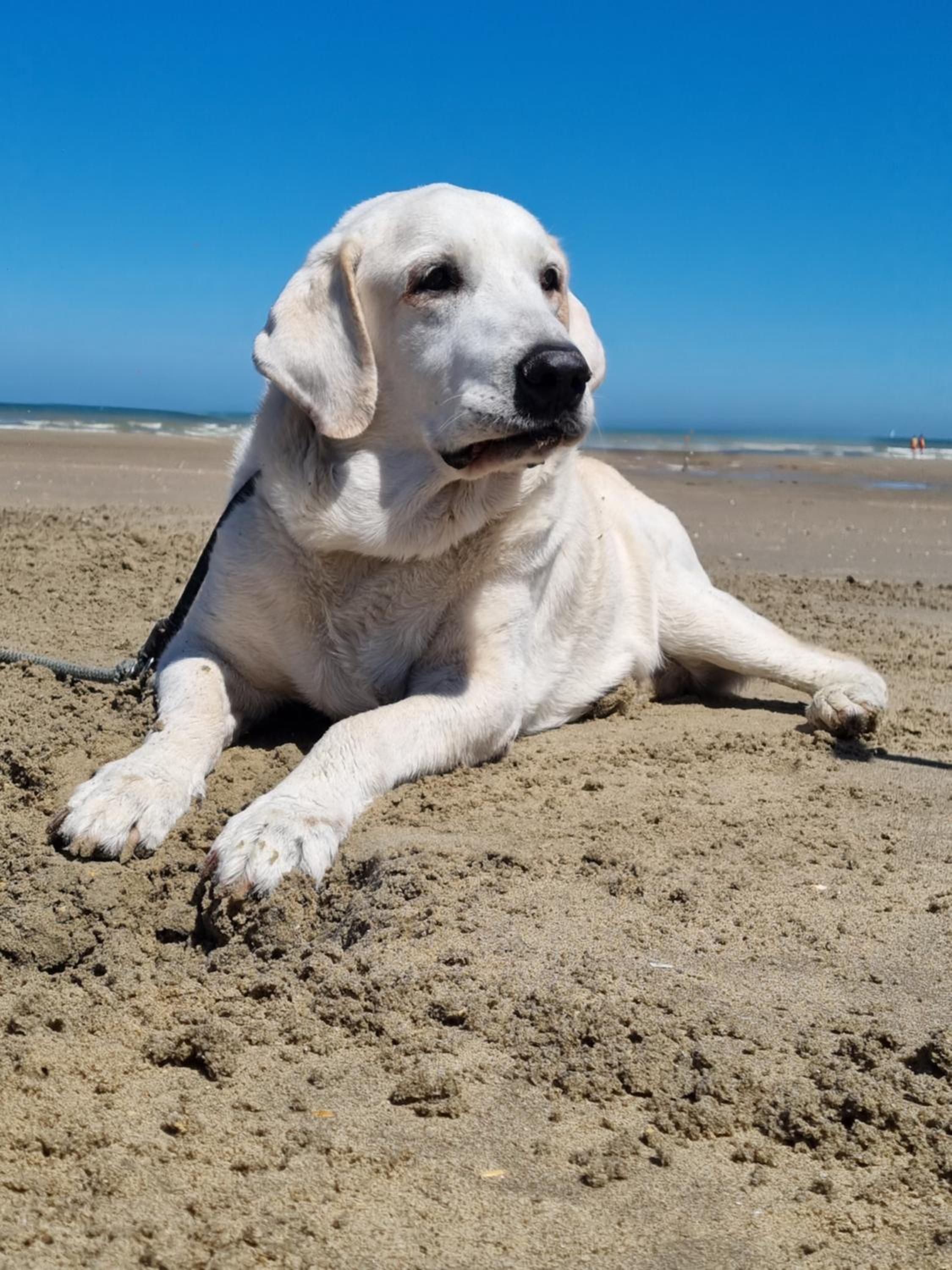 Kunstenaarslaan De Panne