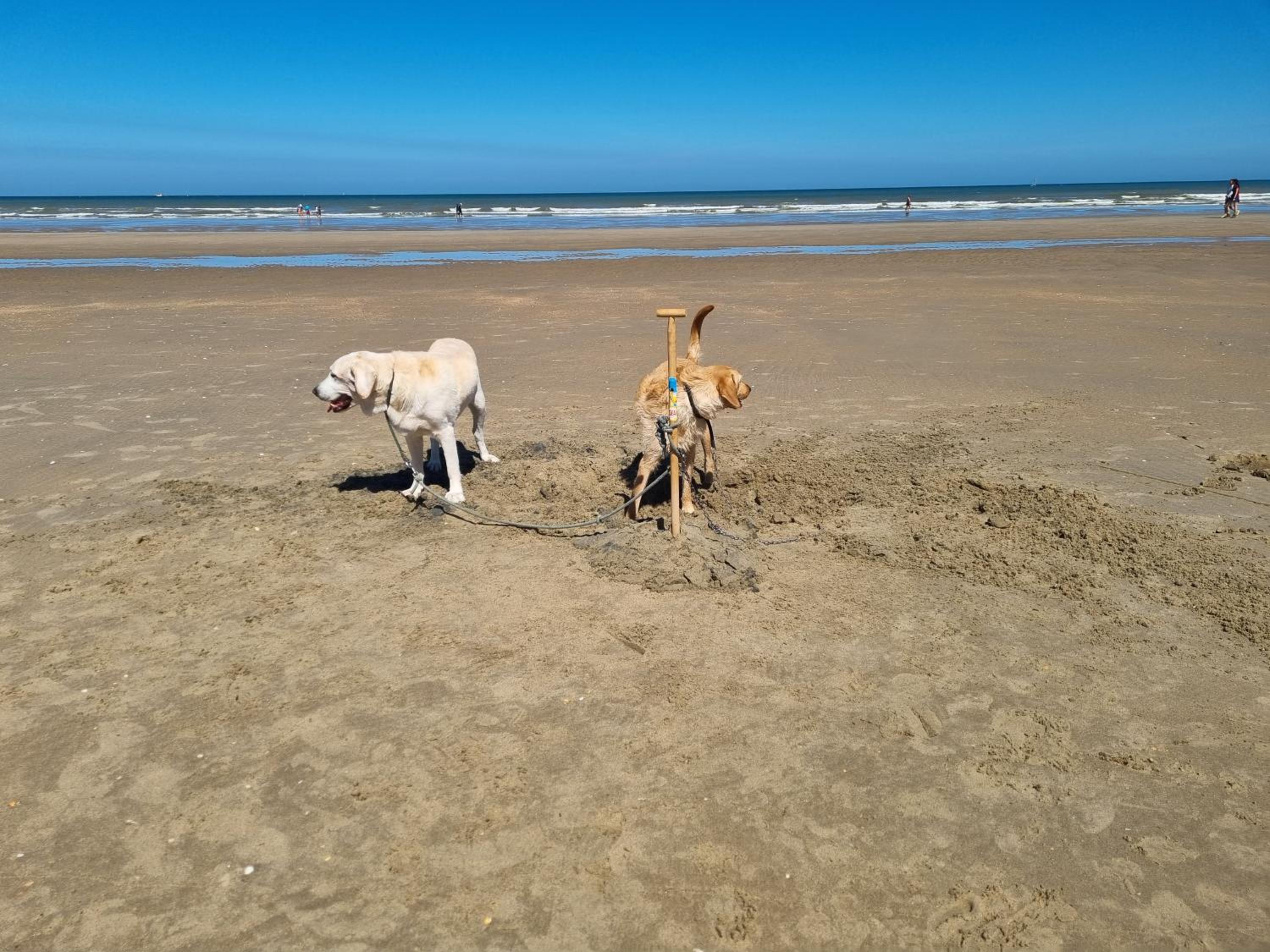 Kunstenaarslaan De Panne