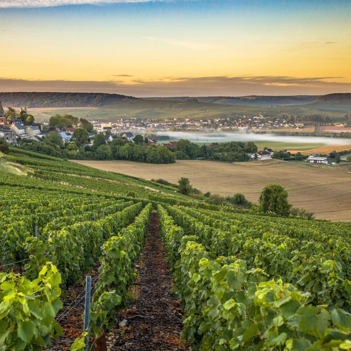 Les Bulles de Bonheur - Au Cœur du Vignoble Champenois