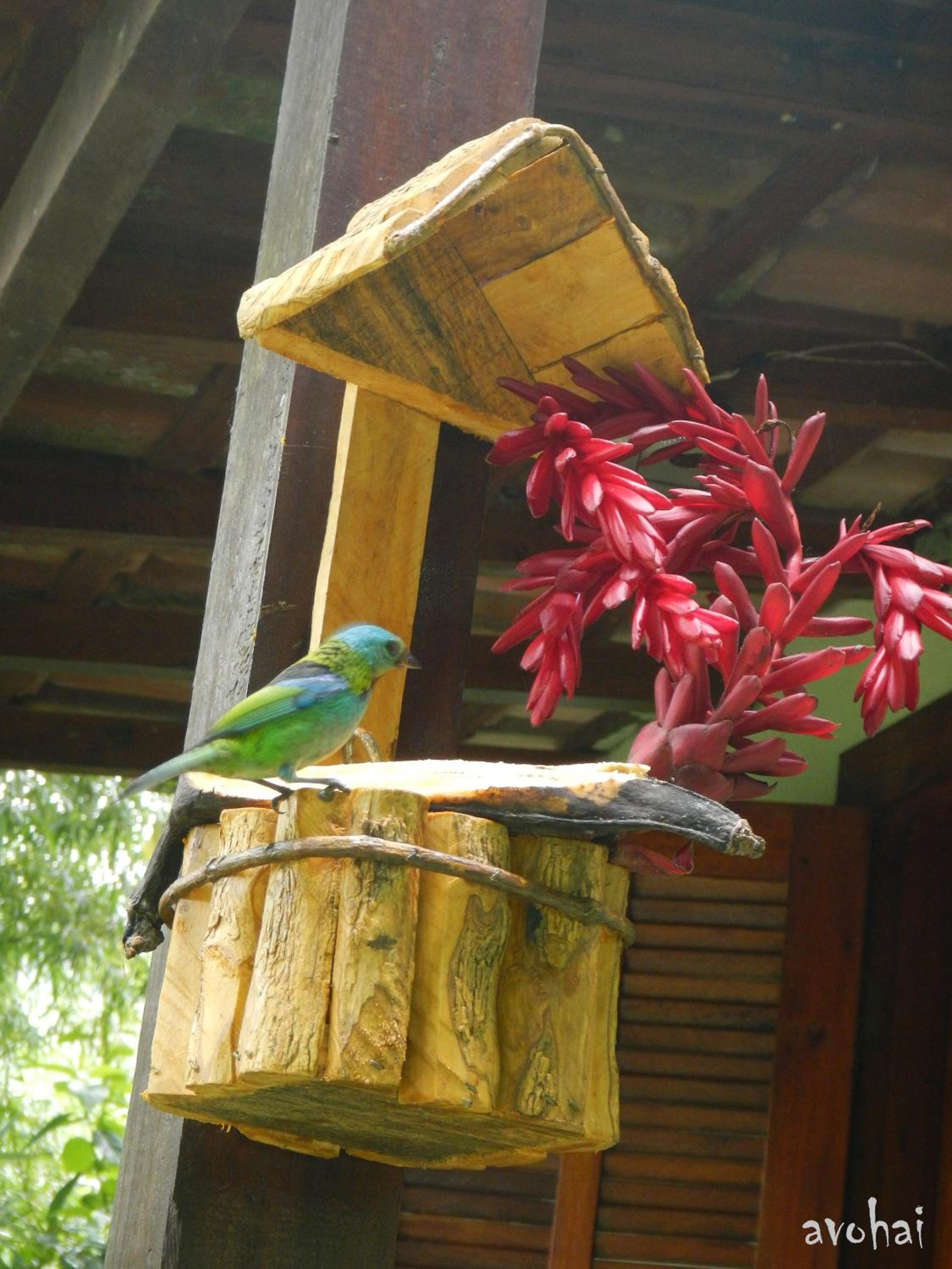 Avohai Lodge