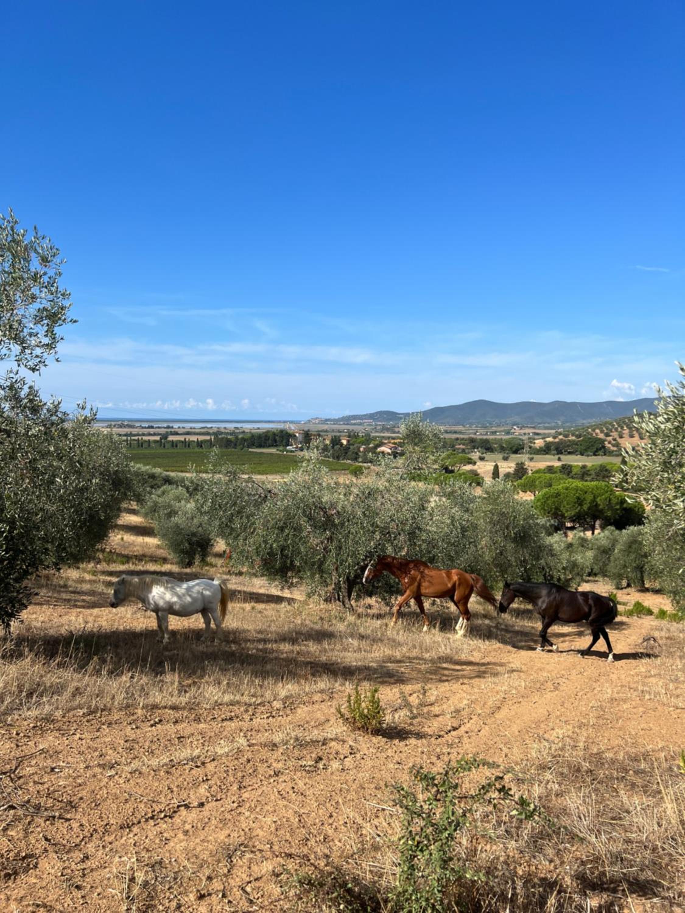 Agriturismo La Vergheria view 4