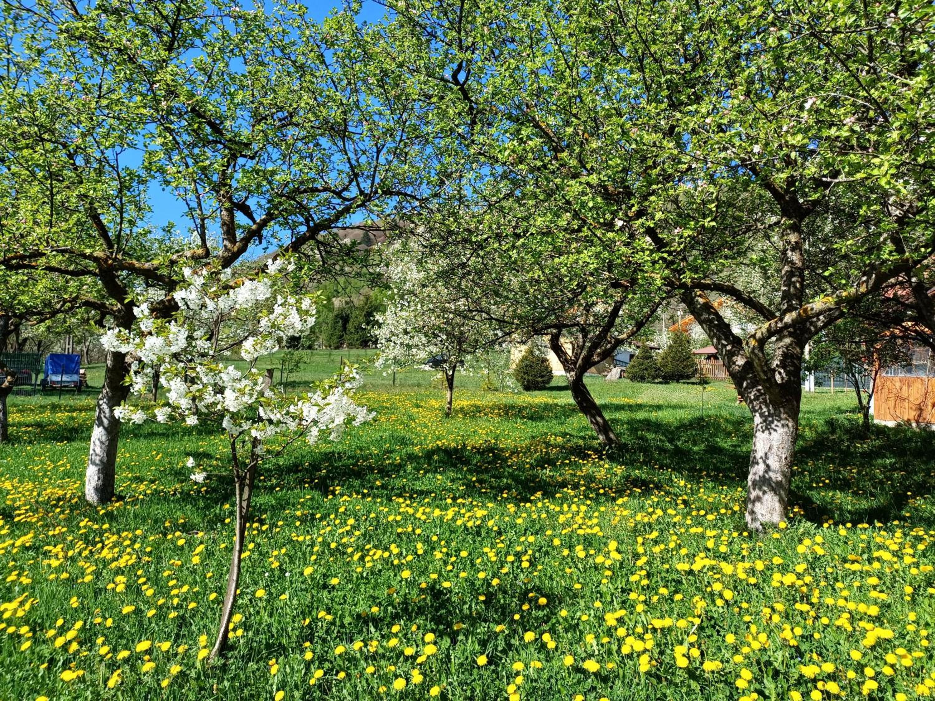 Photo 44