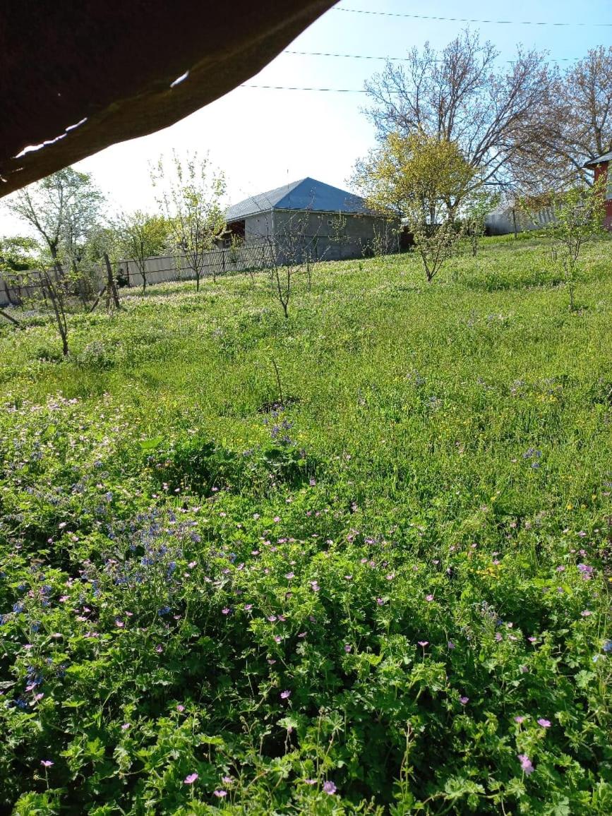 Ismayilli Halal Family Guest House, Ailəvi Bag Evi, Vacation House
