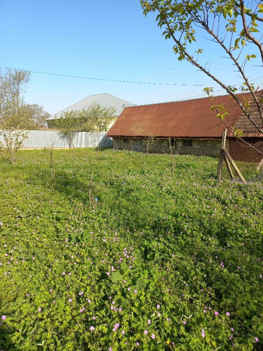 Ismayilli Halal Family Guest House, Ailəvi Bag Evi, Vacation House