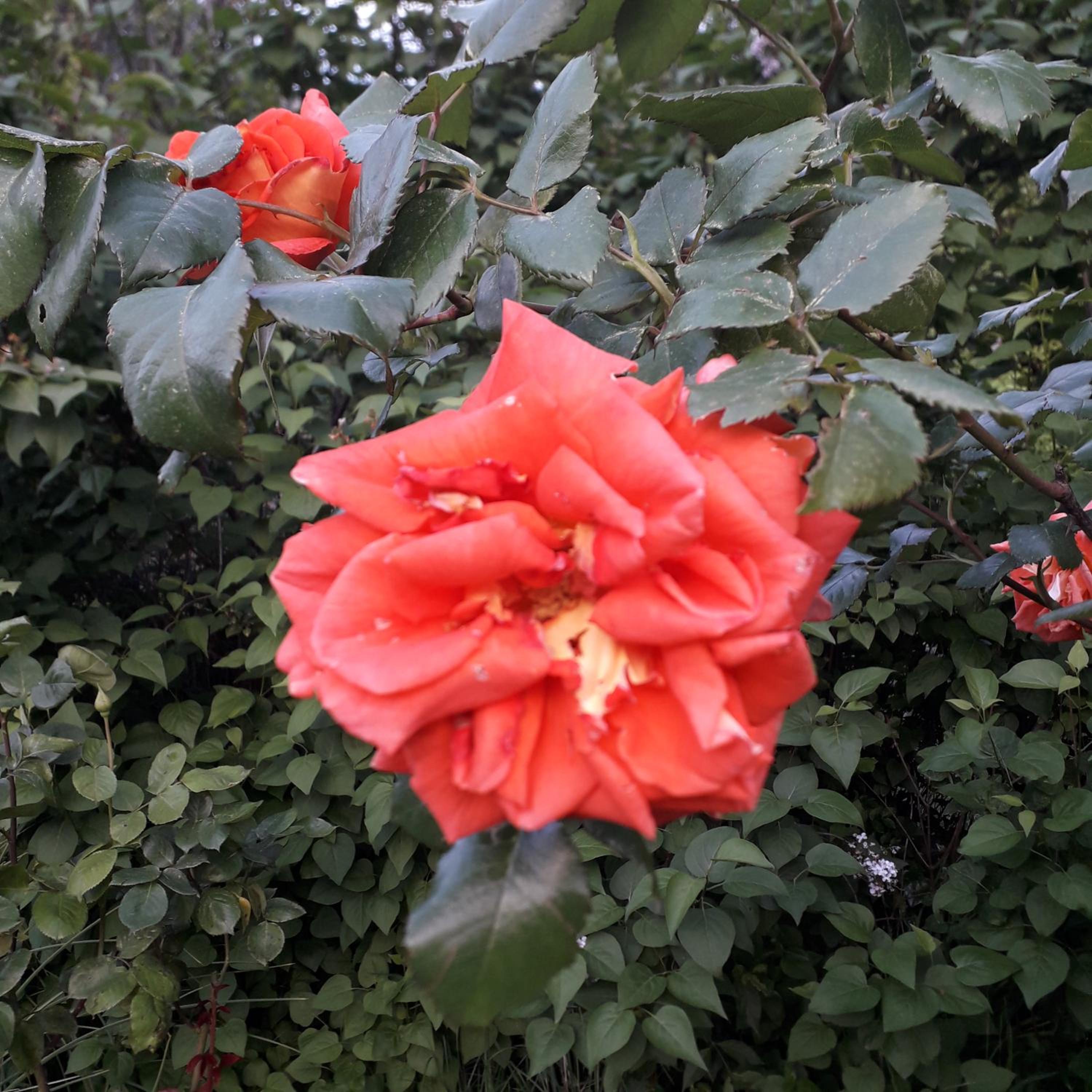 Photo 74