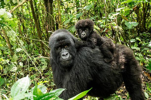 Parc des Gorilla Explorers Uganda Ltd view 2