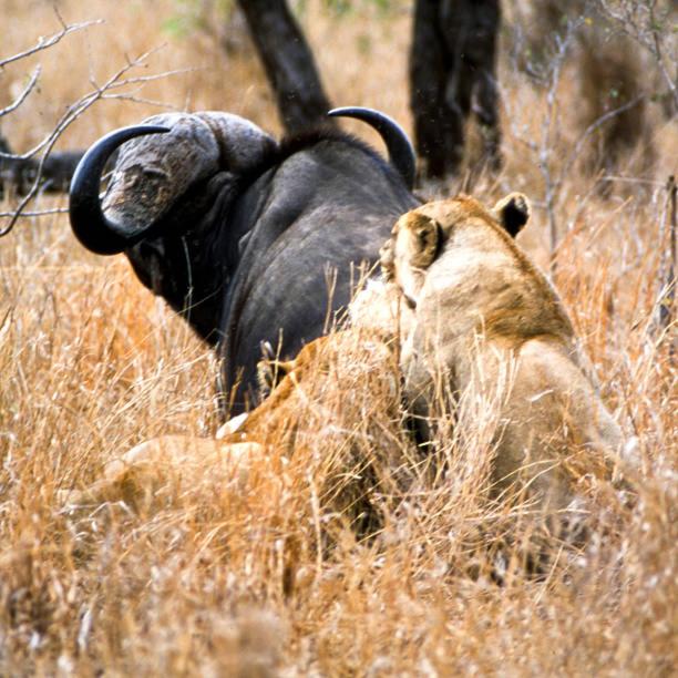 Parc des Gorilla Explorers Uganda Ltd view 3