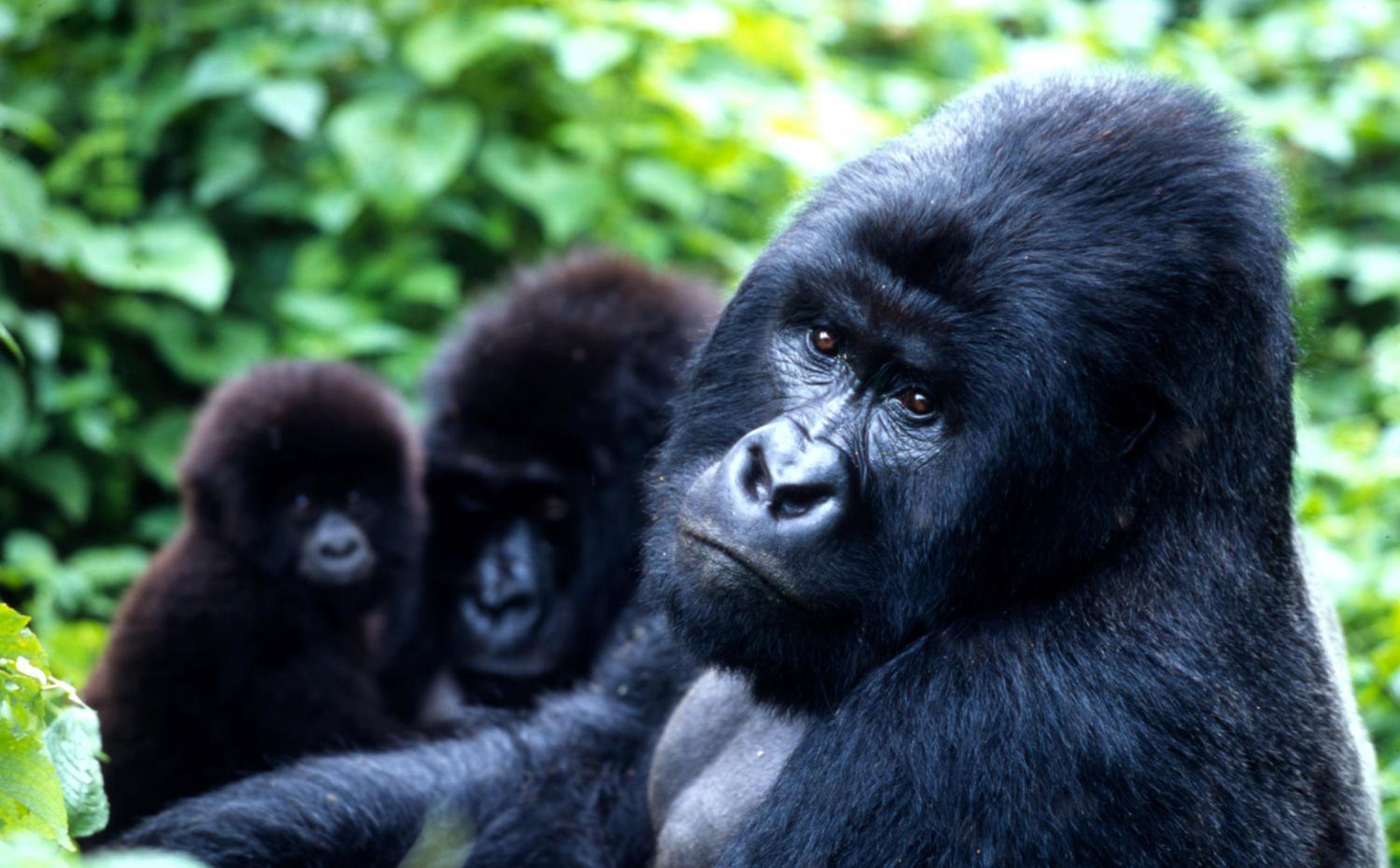Parc des Gorilla Explorers Uganda Ltd view 4