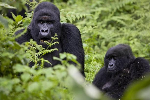 Parc des Gorilla Explorers Uganda Ltd view 5