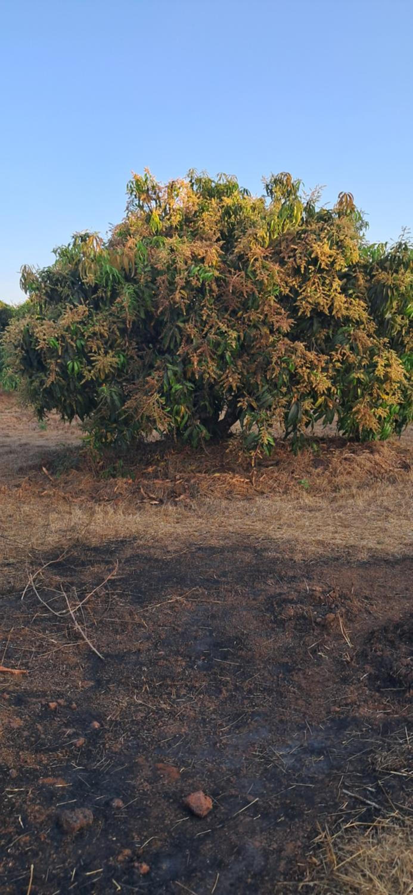 Arpita FarmStay