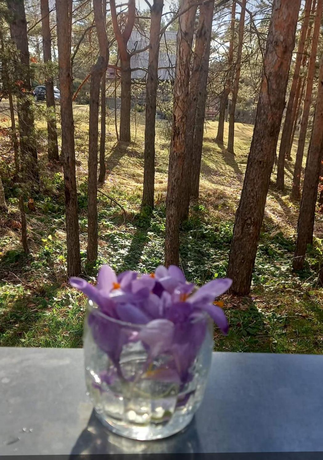 Apartman Šumski San view 4