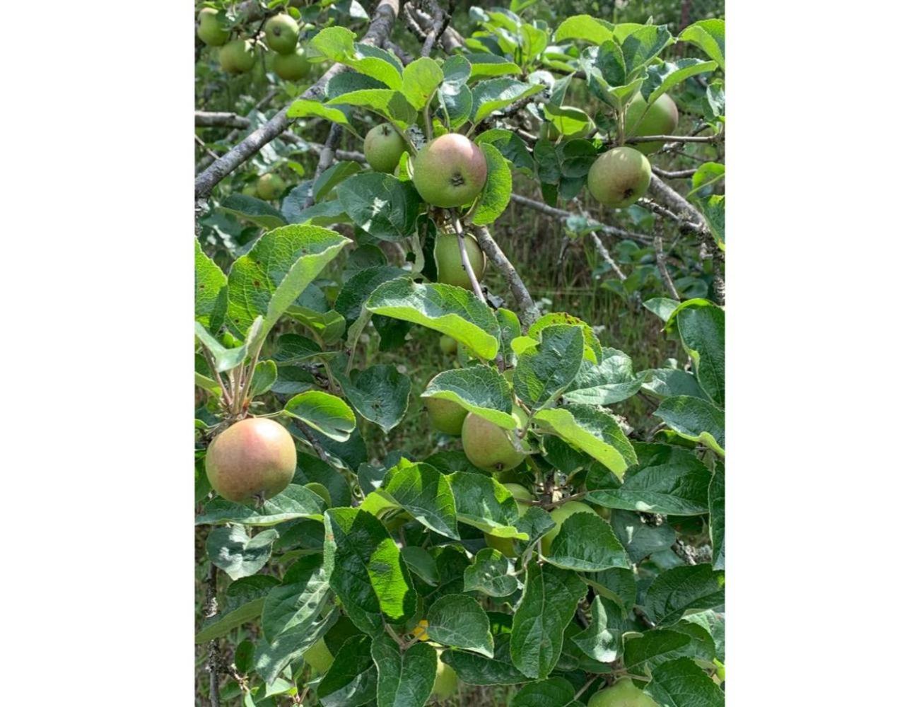 Photo 21