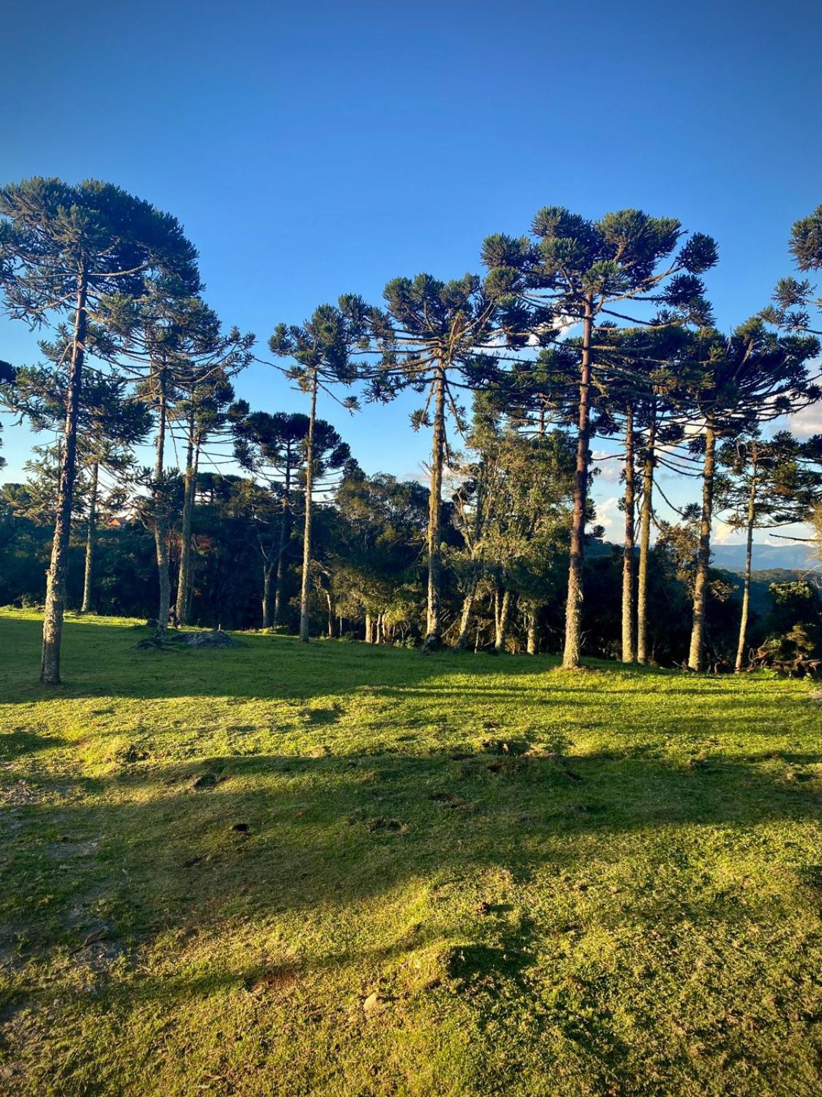 Cabanas das Araucárias