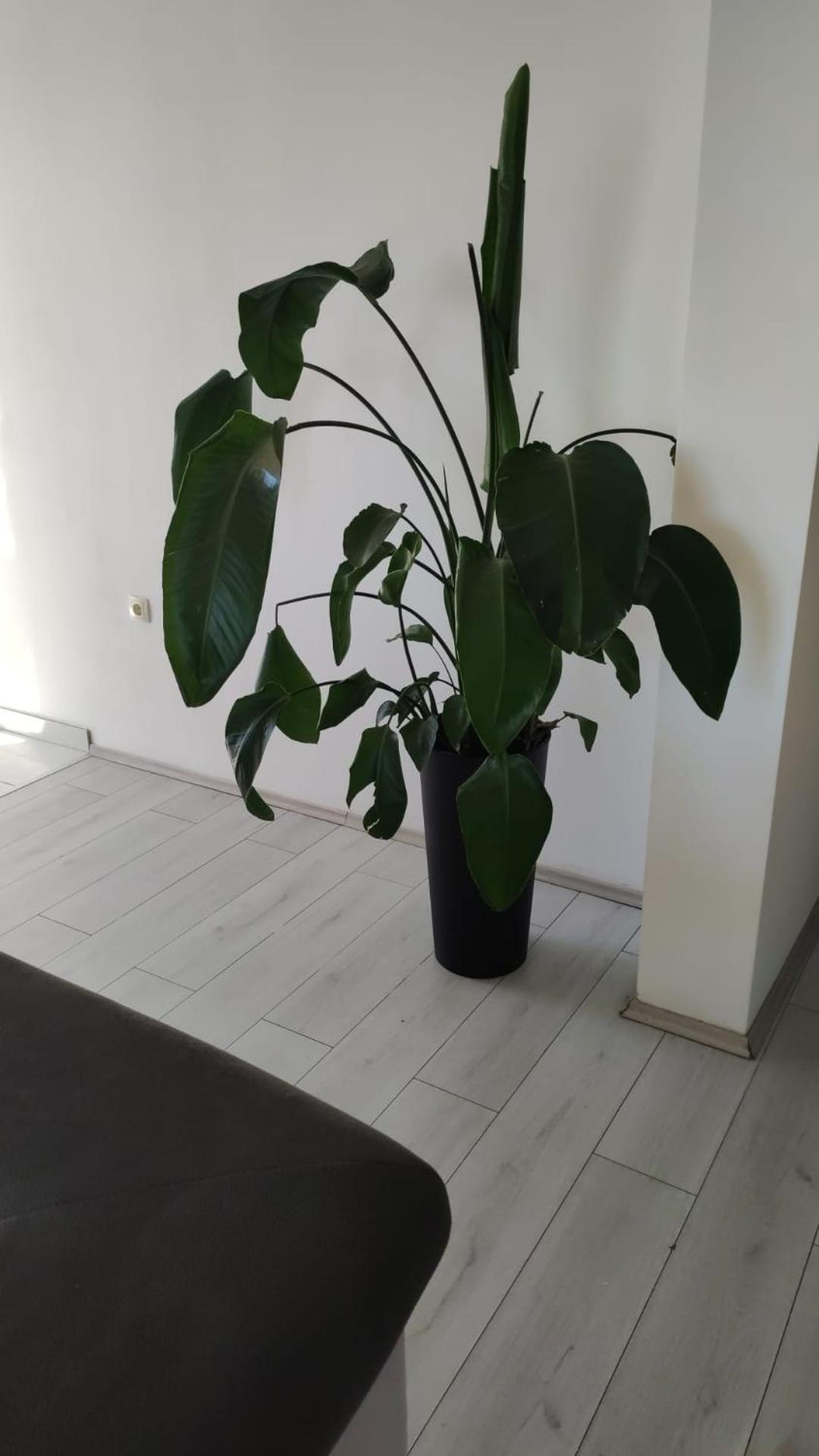 Apartman Destiny