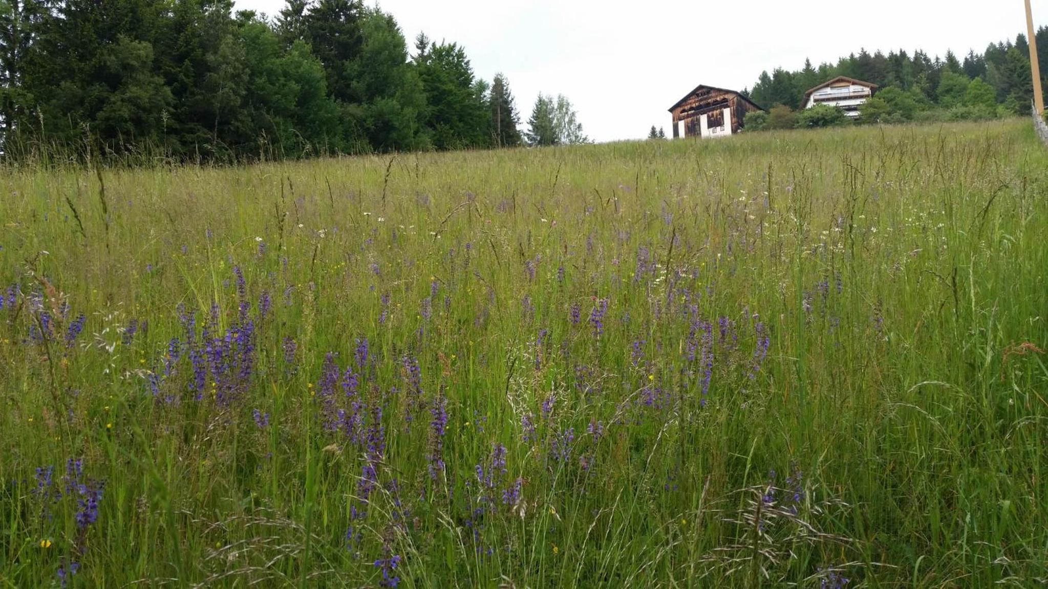 Grotthof